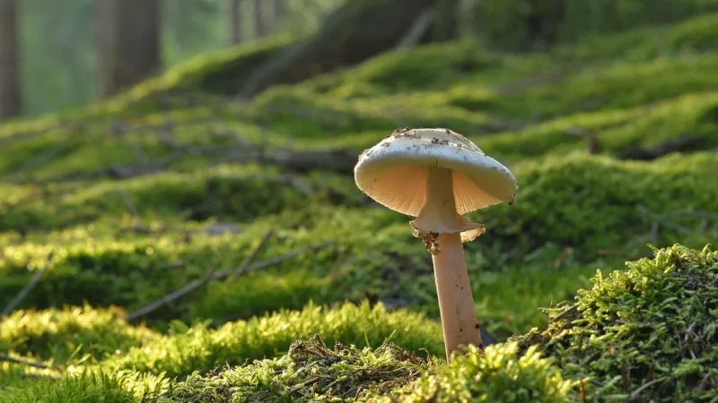 Badanie mykologiczne paznokci – kluczowe informacje o diagnozie i leczeniu